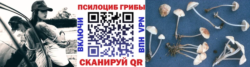 kraken вход  как найти наркотики  Горняк  Псилоцибиновые грибы MAGIC MUSHROOMS 